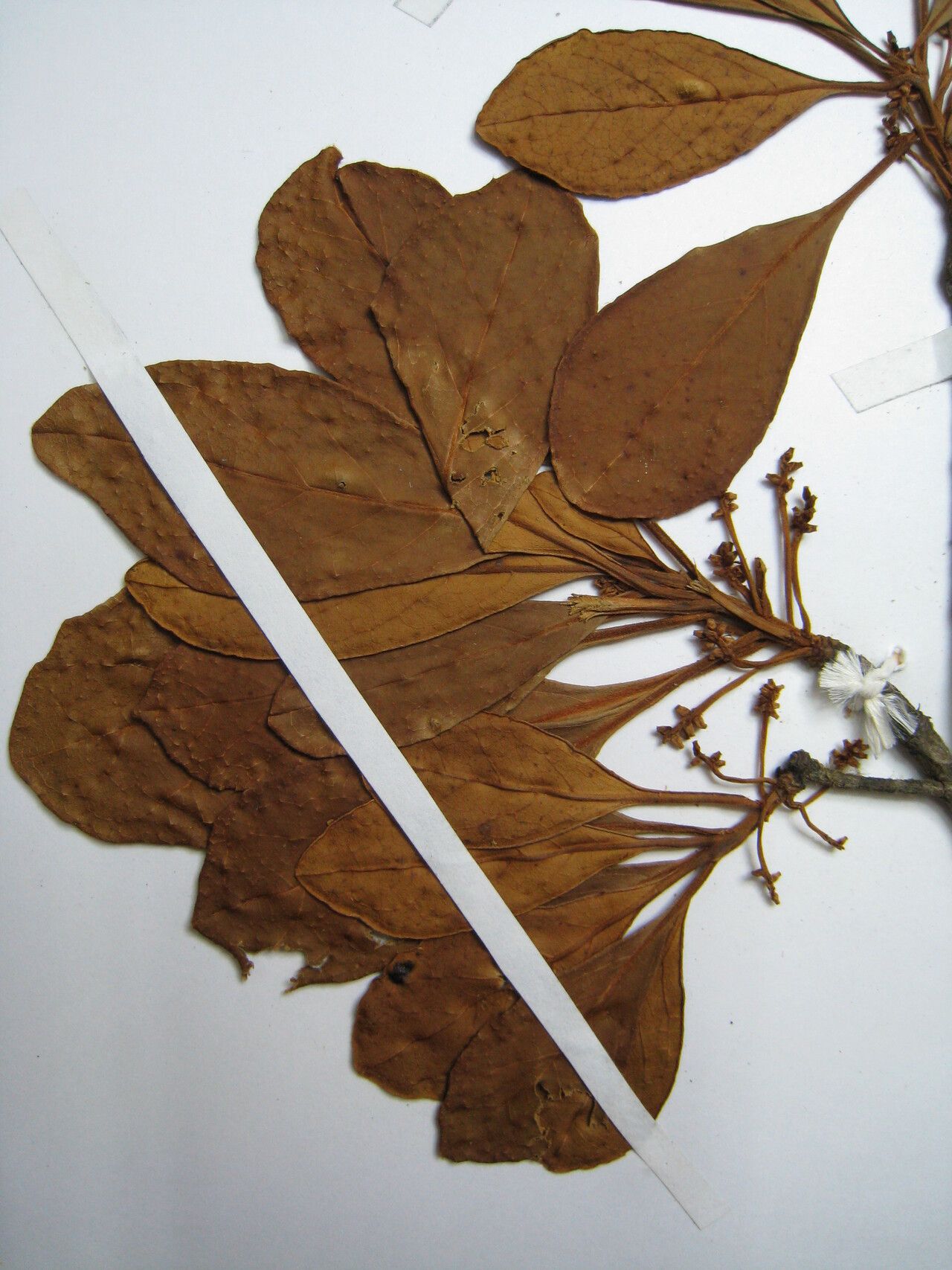 Terminalia tetraphylla other