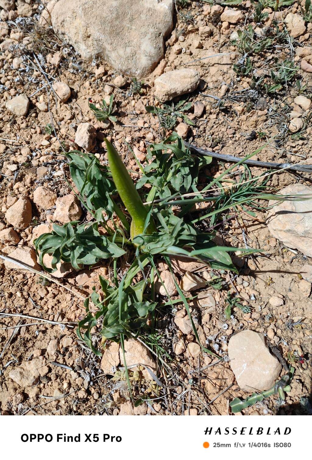 Eminium spiculatum — houseplant care guide