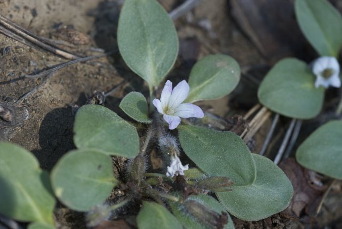 Hesperochiron californicus habit