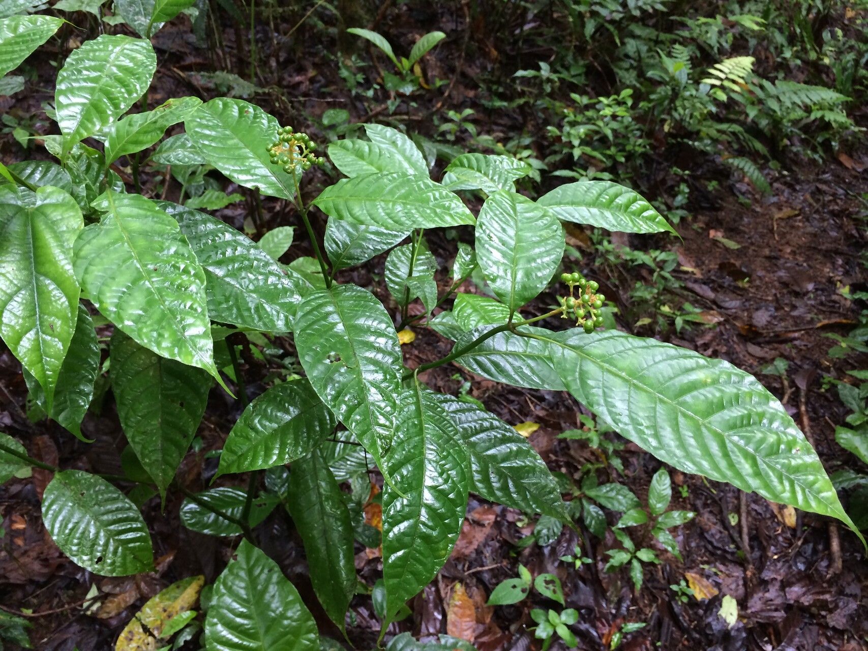 Psychotria acuminata leaf