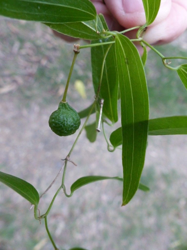 Smilax tetraptera habit