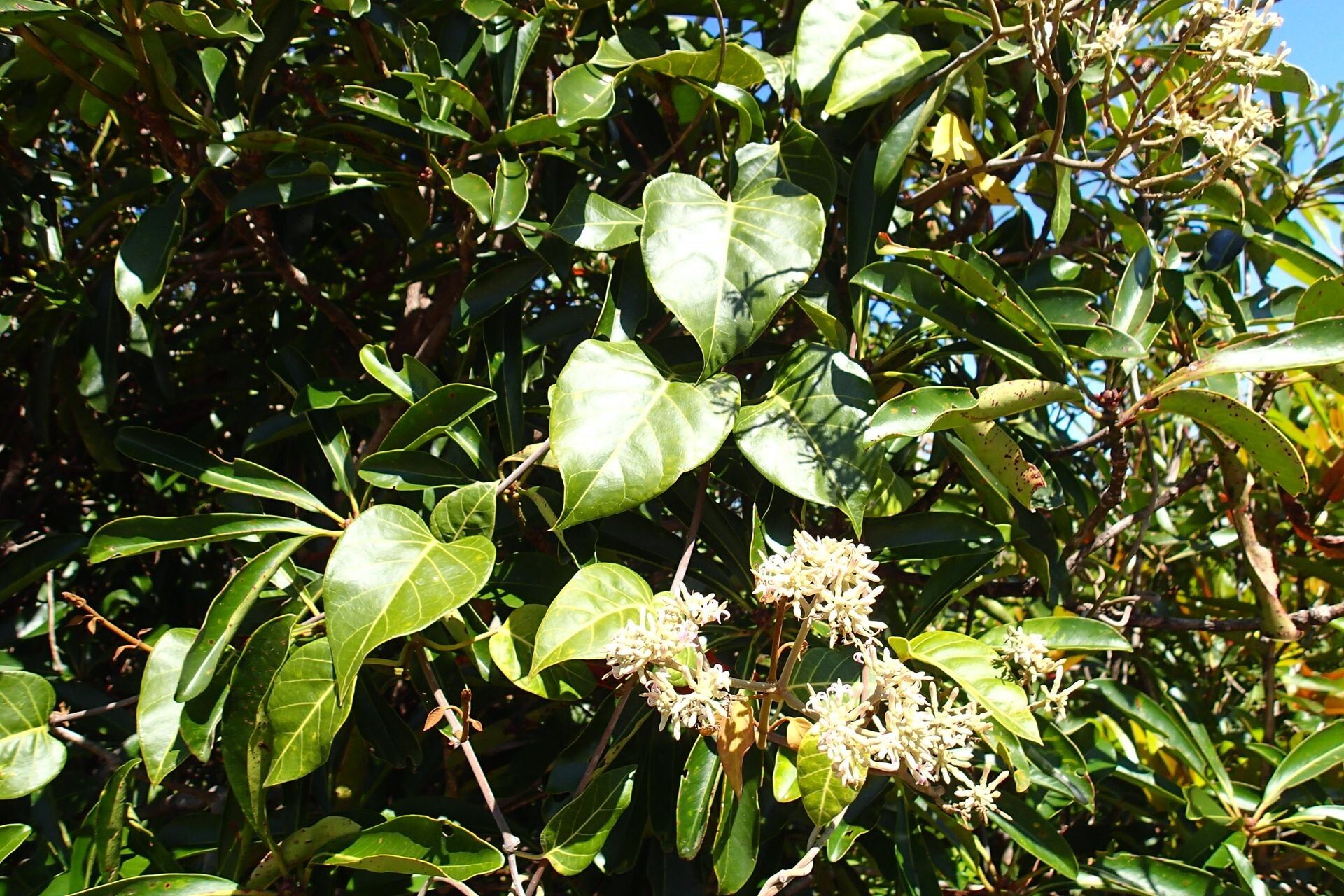 Parsonsia crebriflora habit