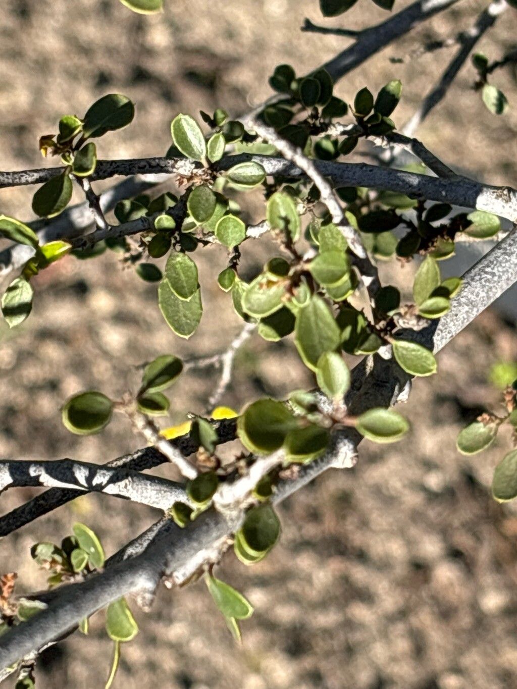 Rhamnus myrtifolia — search result for 'Rhamnus'