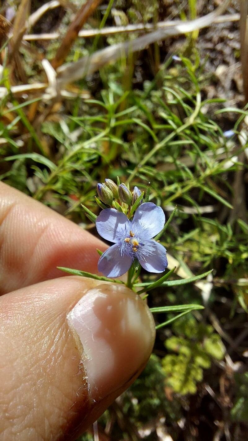 Scoparia ericacea — related species from the same genus