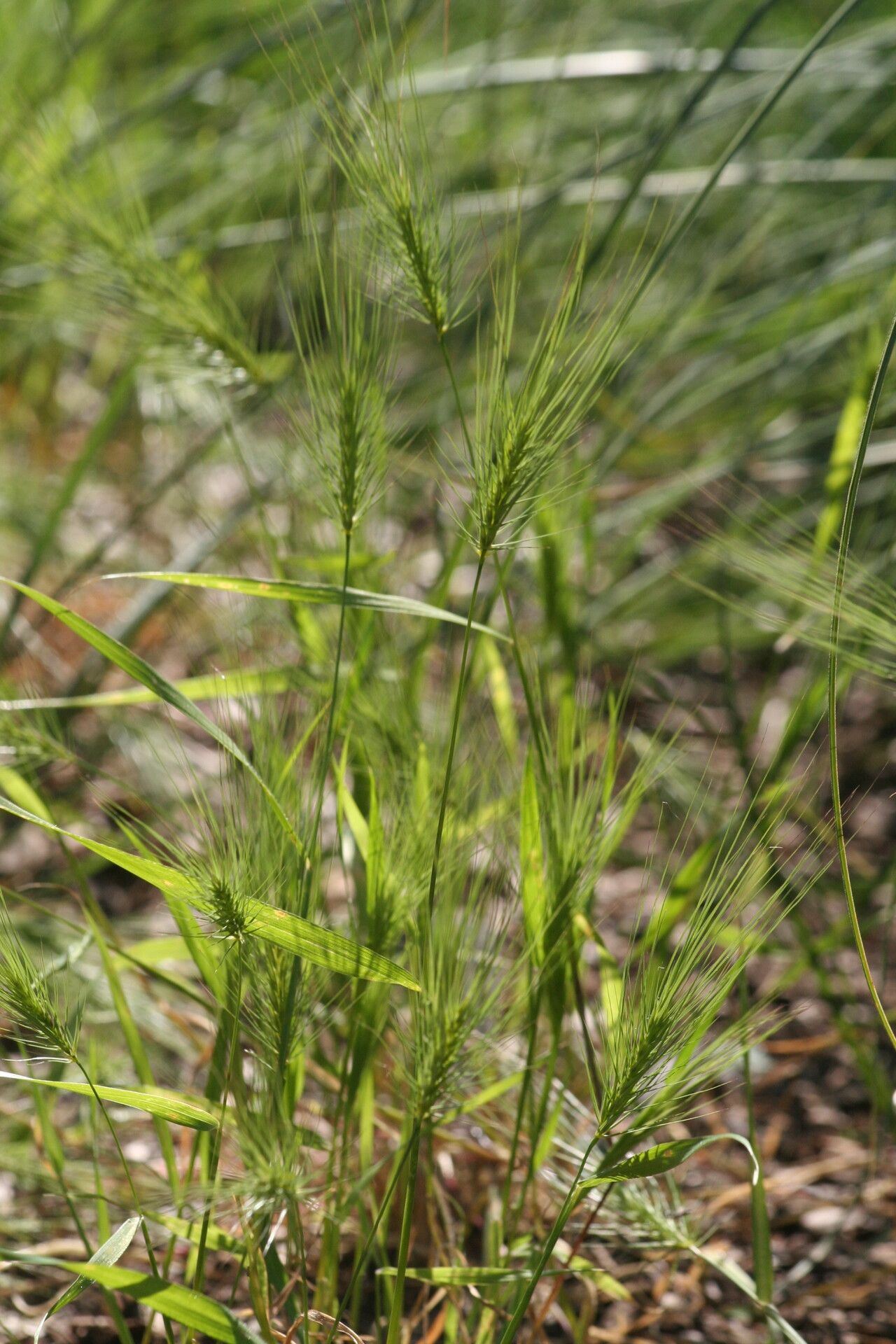 Taeniatherum caput-medusae flower