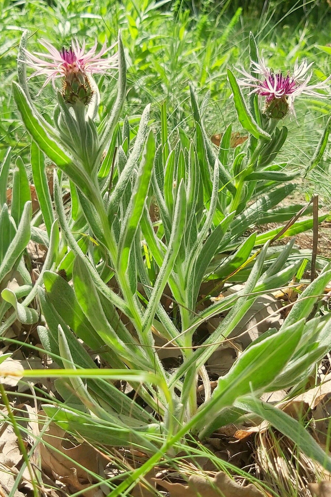 Centaurea pseudoaxillaris flower