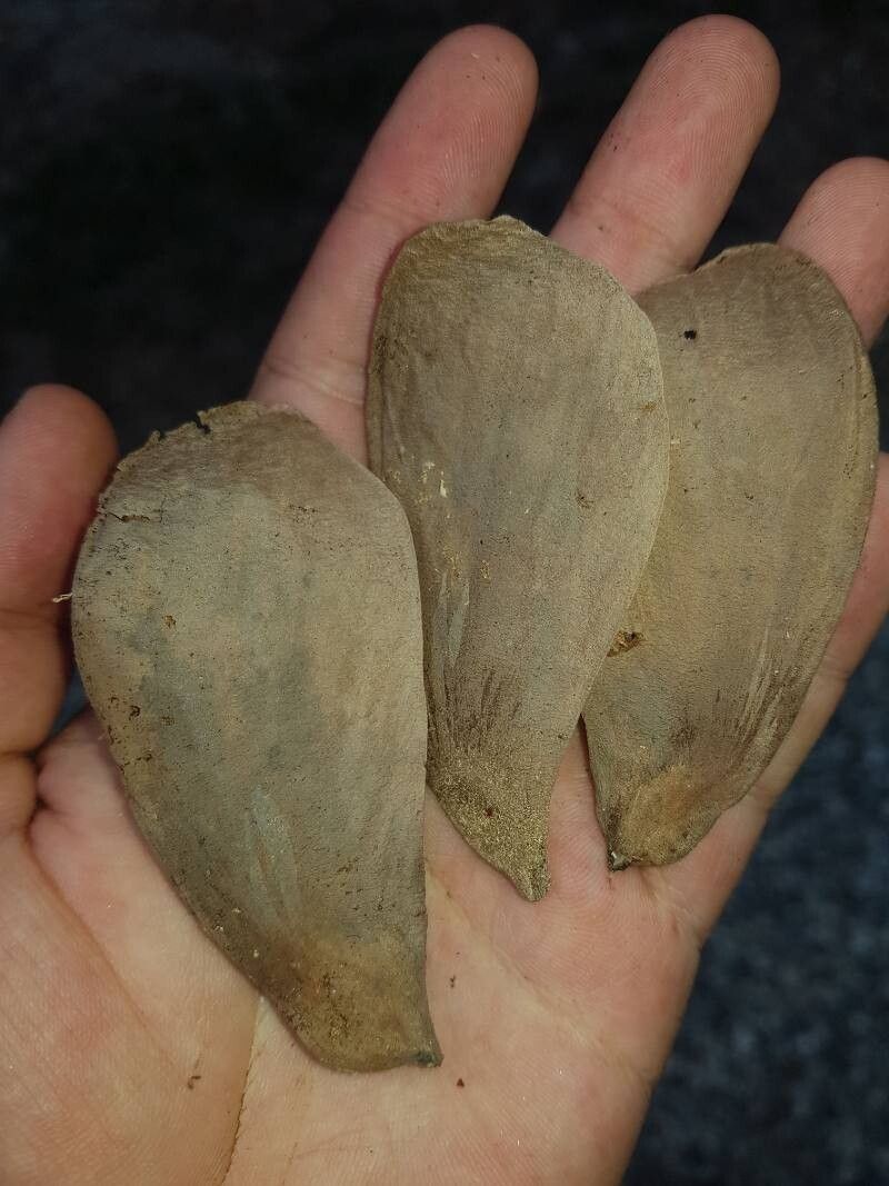 Pterygota excelsa fruit