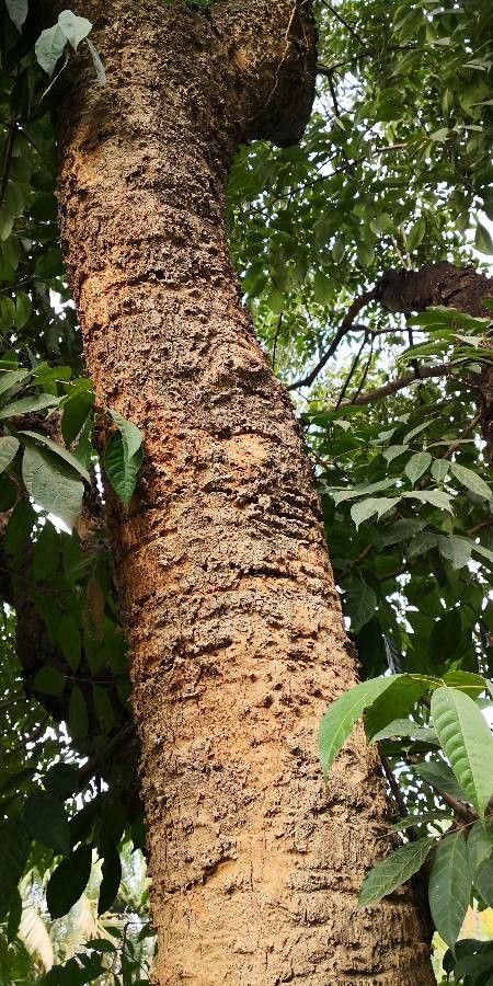 Stereospermum tetragonum bark