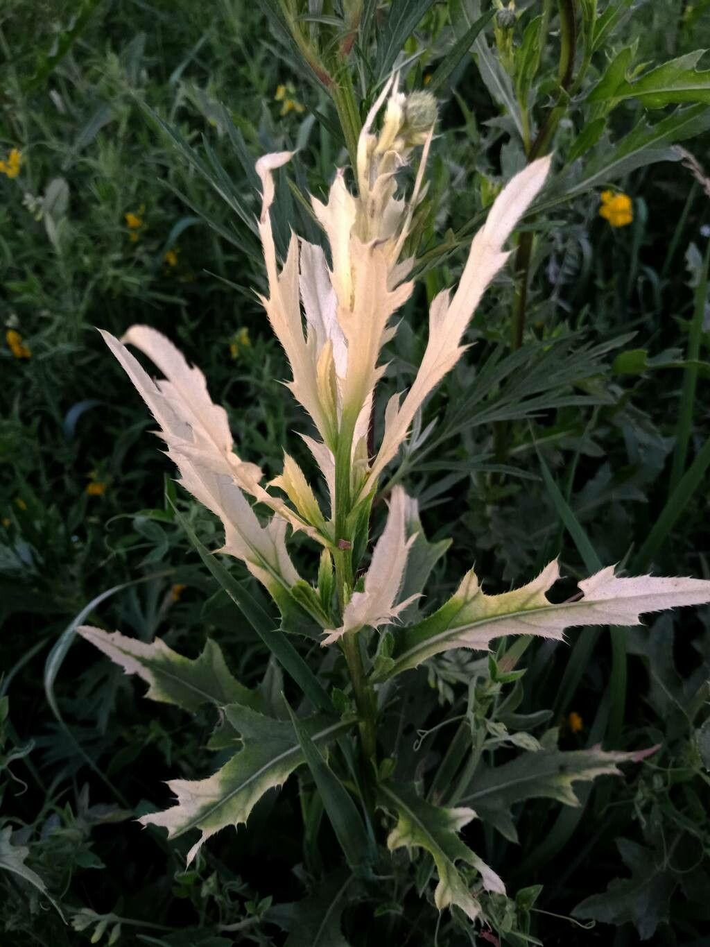 Cirsium discolor — search result for 'Cirsium'