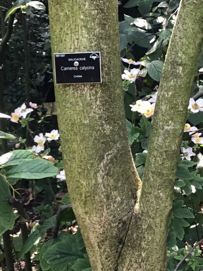 Carrierea calycina bark