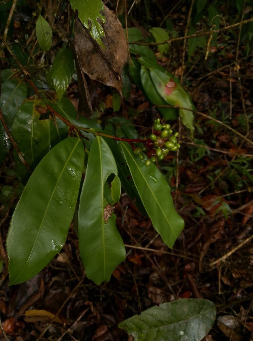 Ouratea lucens — houseplant care guide