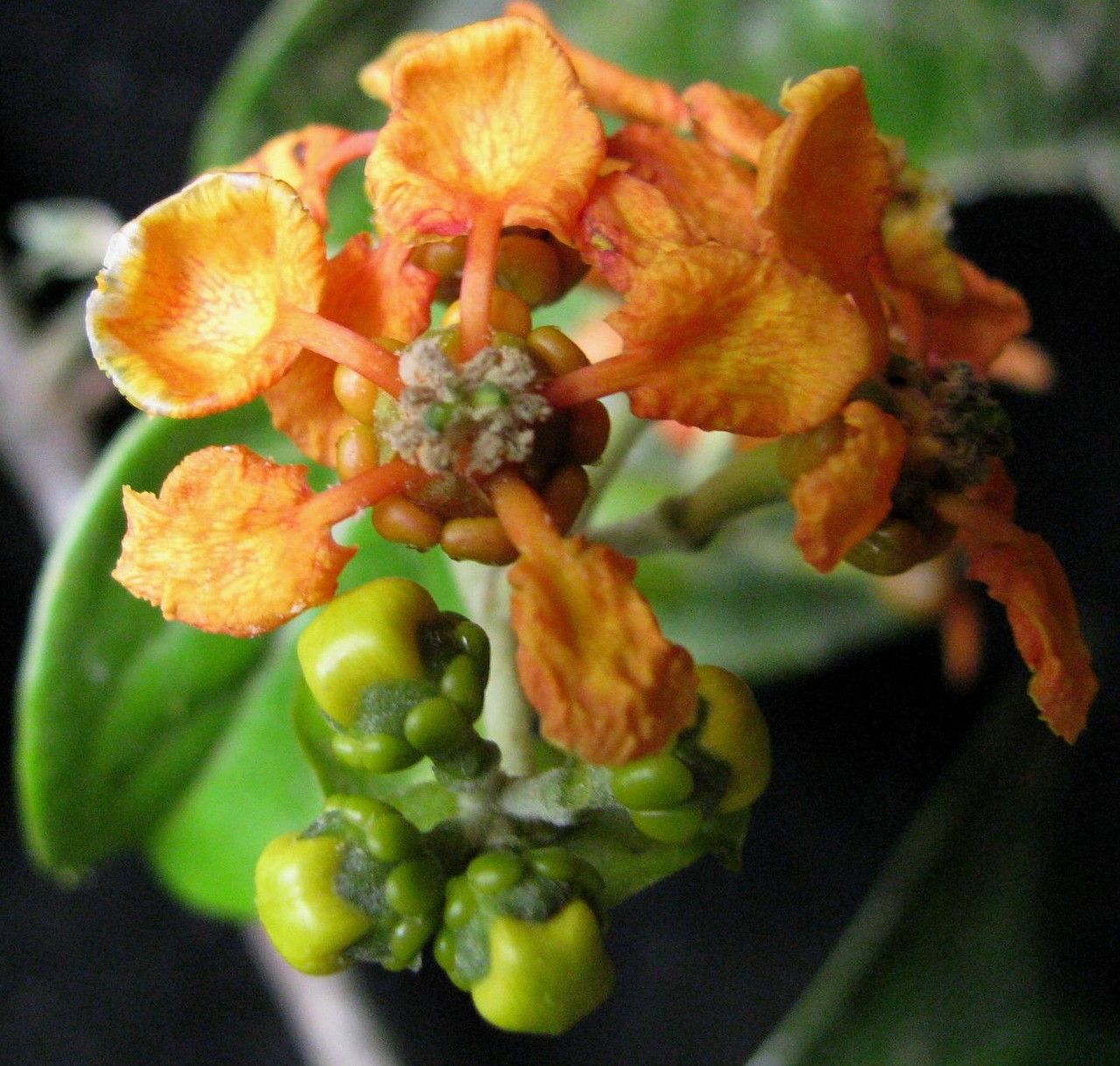 Tetrapterys discolor — related species from the same genus