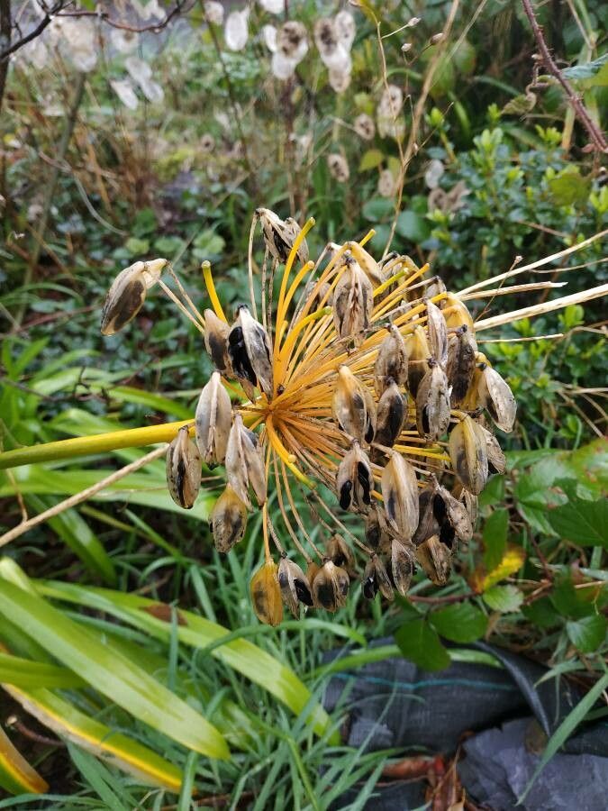 Agapanthus umbellatus fruit