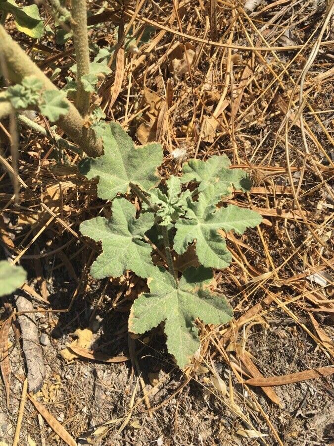 Lavatera bryoniifolia — related species from the same genus