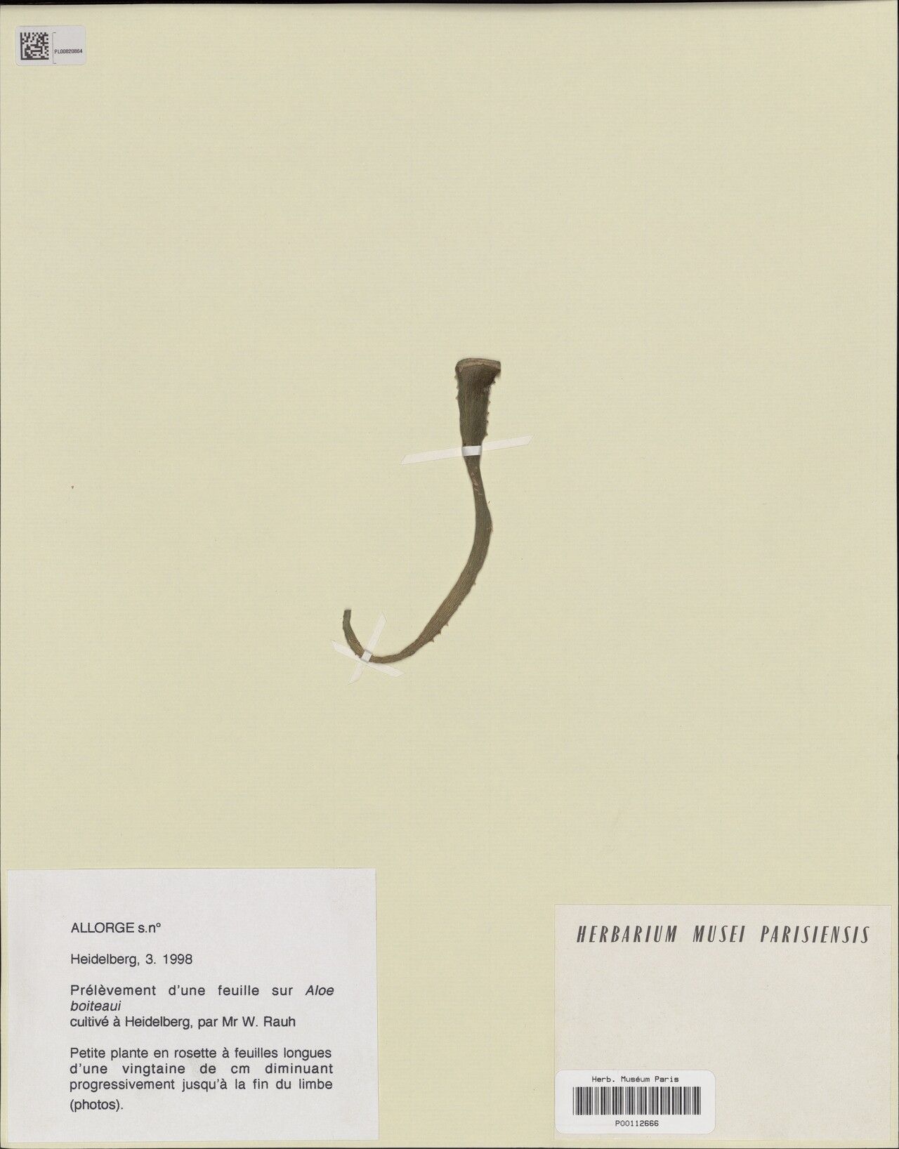 Aloe lucile-allorgeae — houseplant care guide