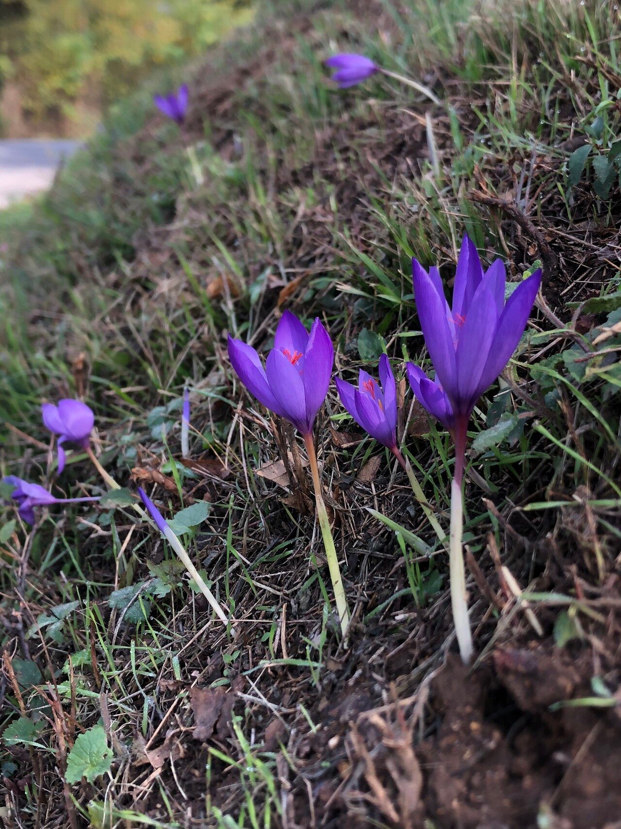 Crocus ligusticus habit