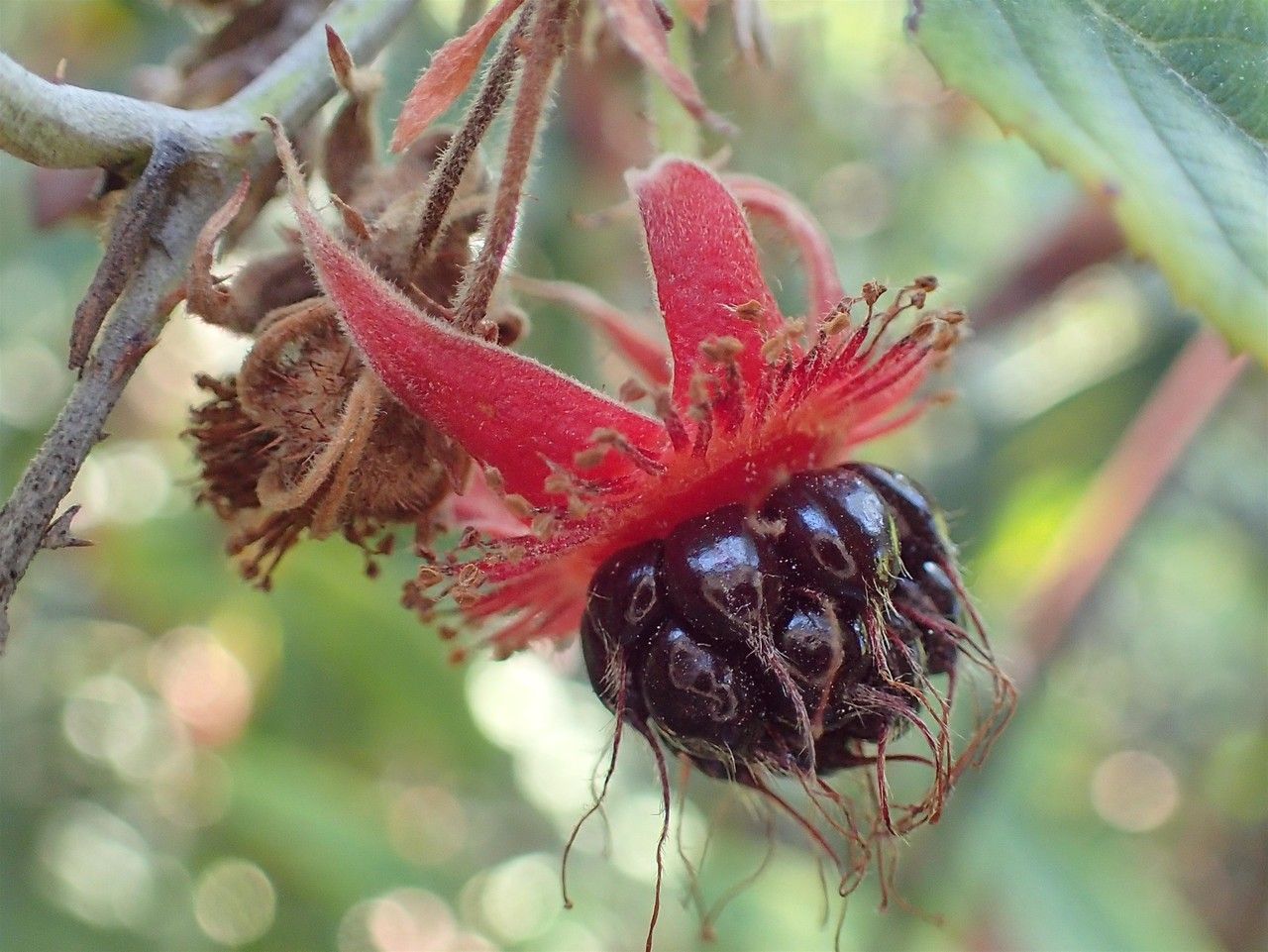 Rubus bambusarum flower