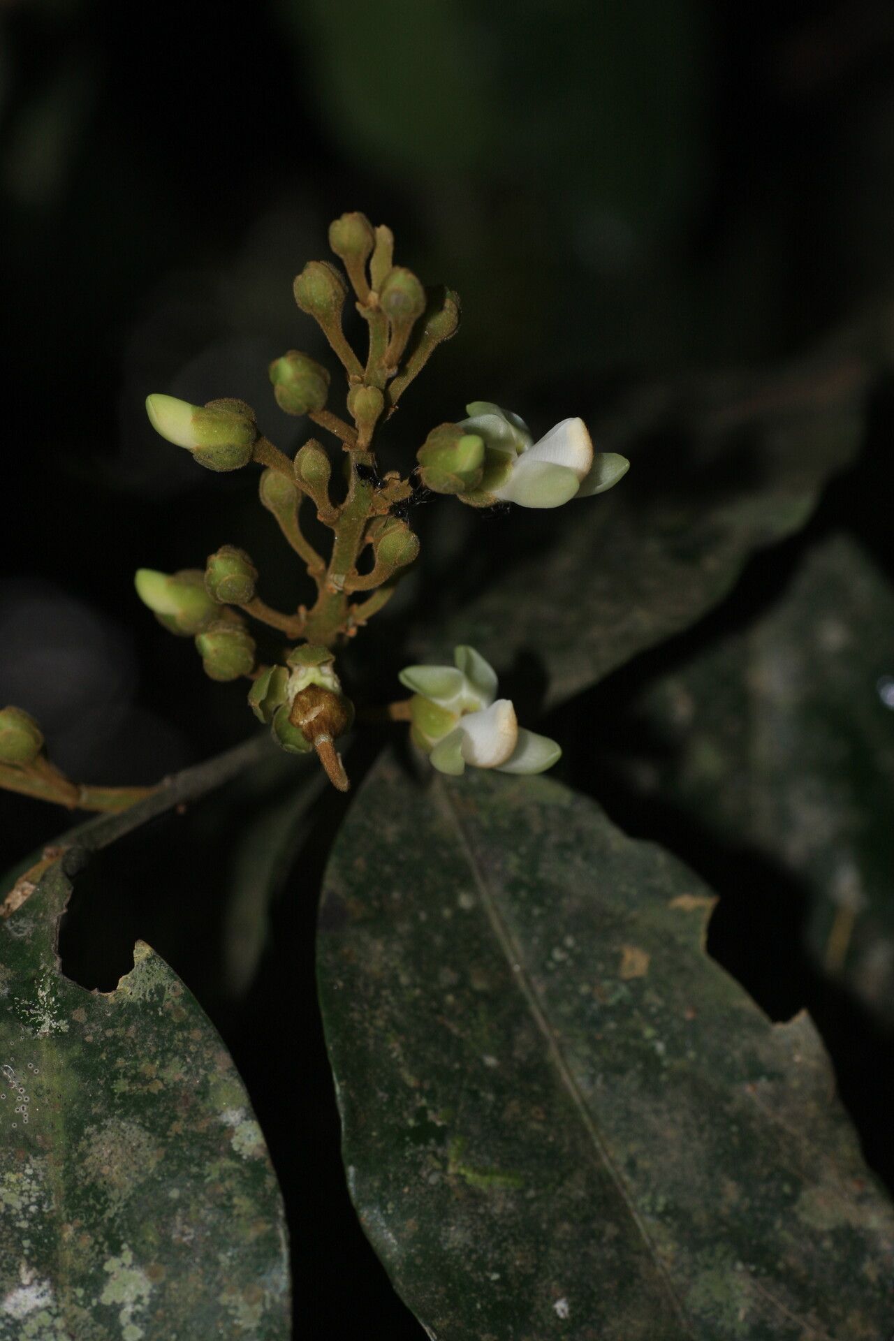 Xanthophyllum flavescens — related species from the same genus