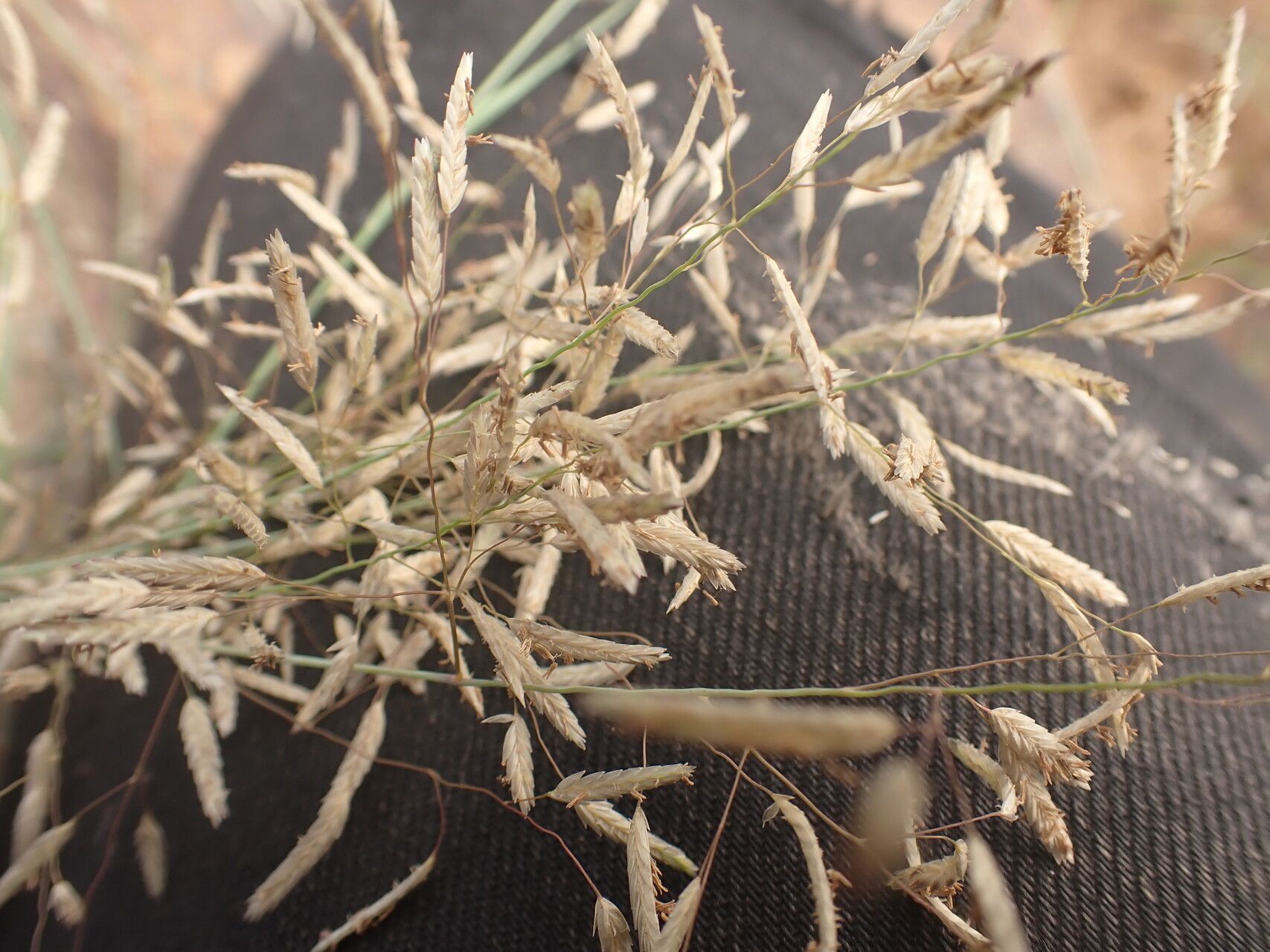 Eragrostis barteri flower