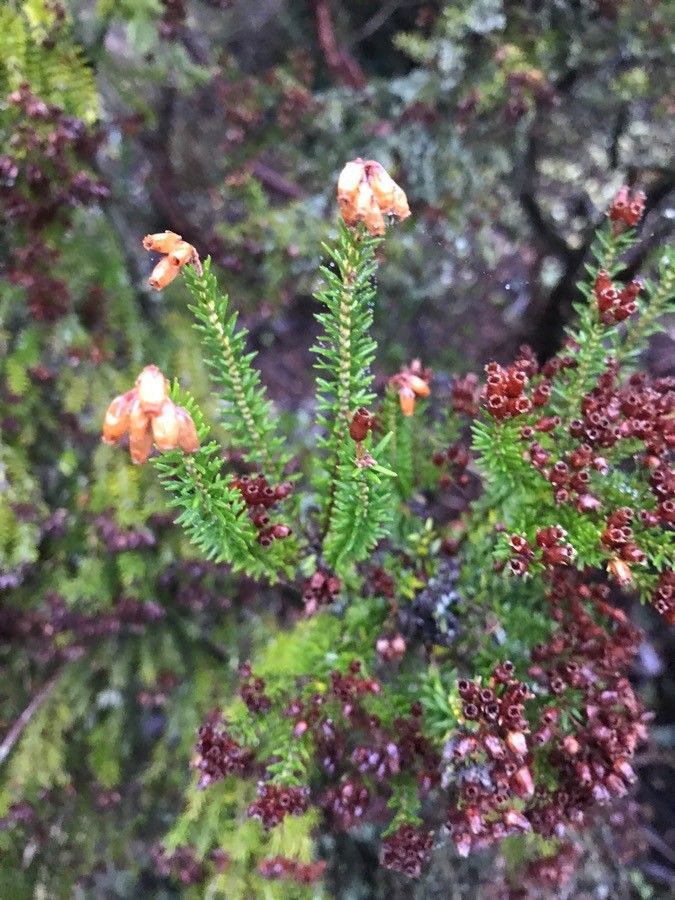 Erica vagans leaf