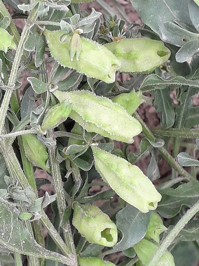 Reseda phyteuma fruit