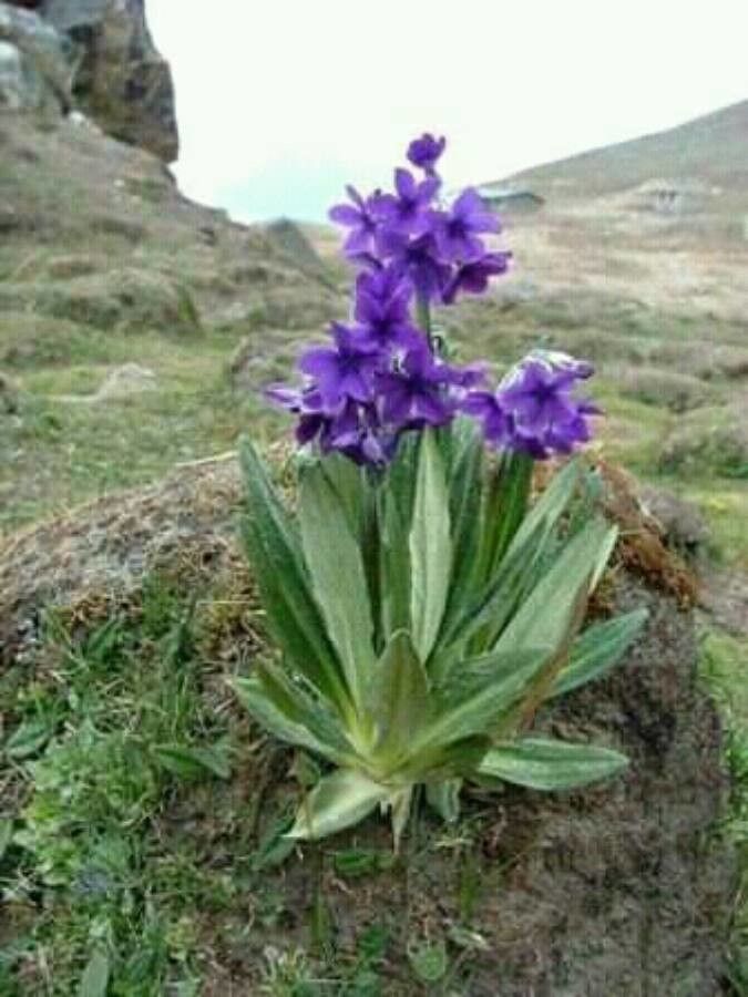 Primula macrophylla flower