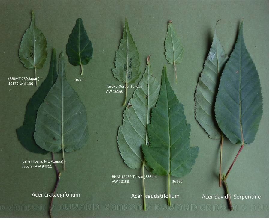 Acer caudatifolium — houseplant care guide