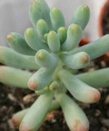 Sedum corynephyllum — houseplant care guide