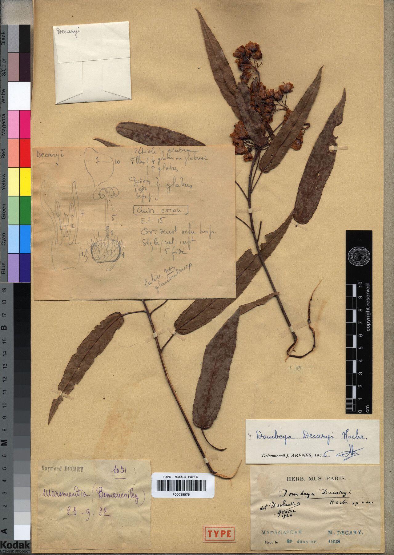 Dombeya decaryi — houseplant care guide