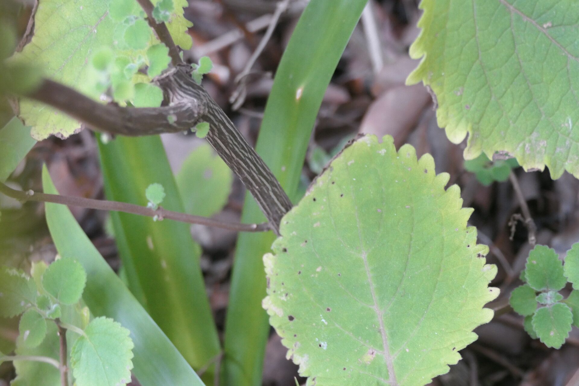 Plectranthus fruticosus bark