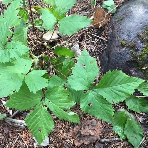 Rubus silvaticus — houseplant care guide