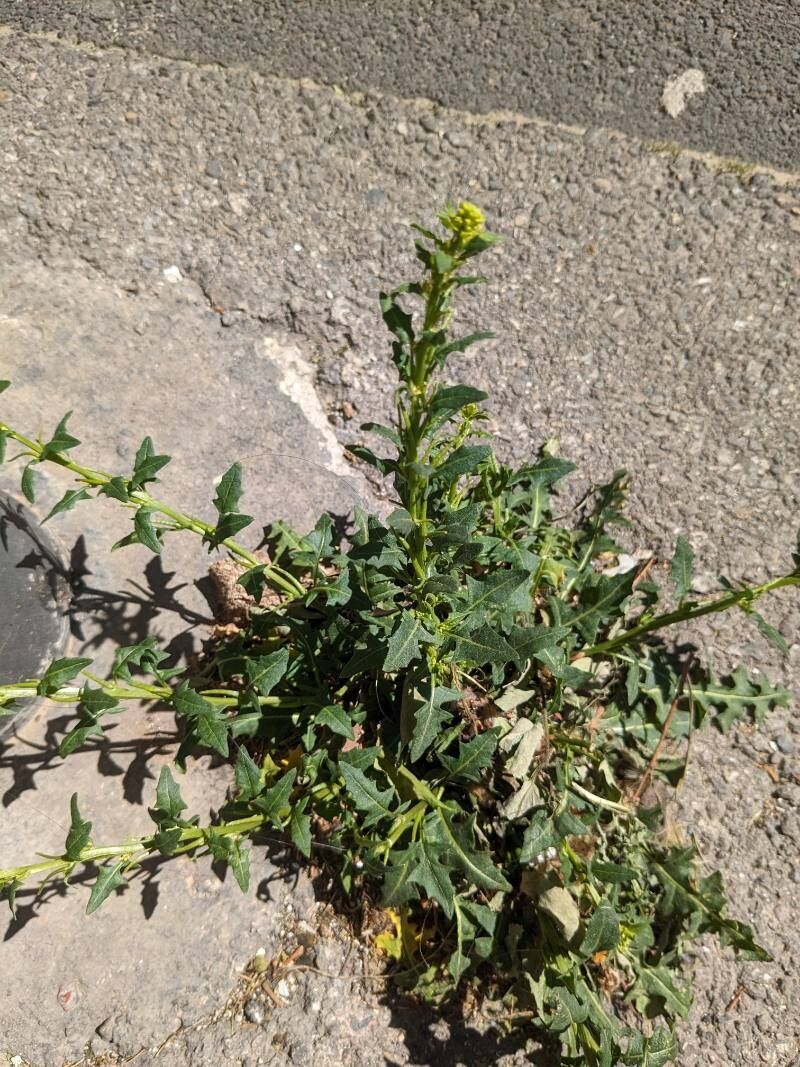 Sisymbrium polyceratium — search result for 'Sisymbrium'