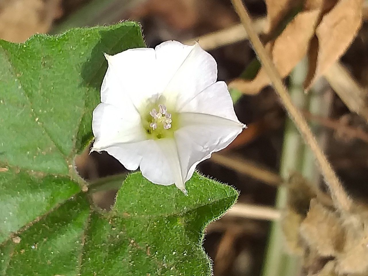 Convolvulus farinosus flower