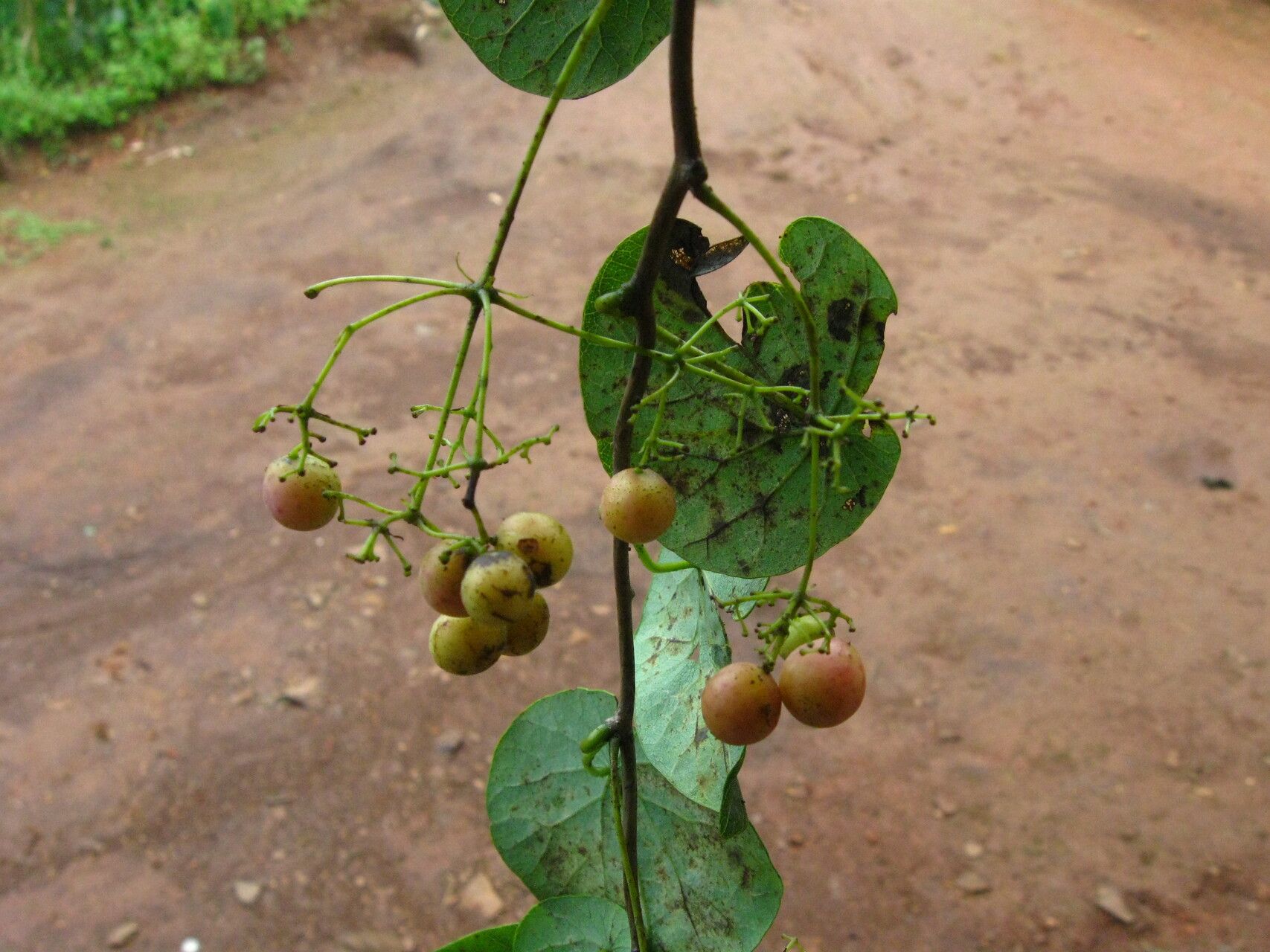 Stephania abyssinica — related species from the same genus