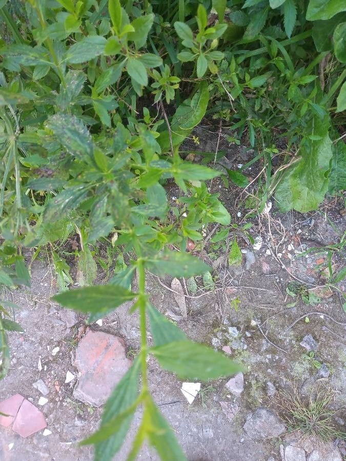 Verbena litoralis — maintenance medium houseplant