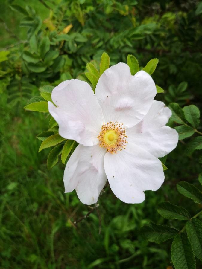 Rosa roxburghii flower