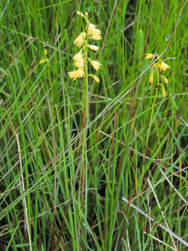 Eulophia milnei habit