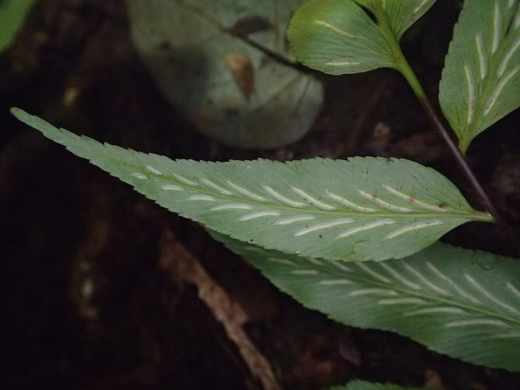 Asplenium biafranum — houseplant care guide