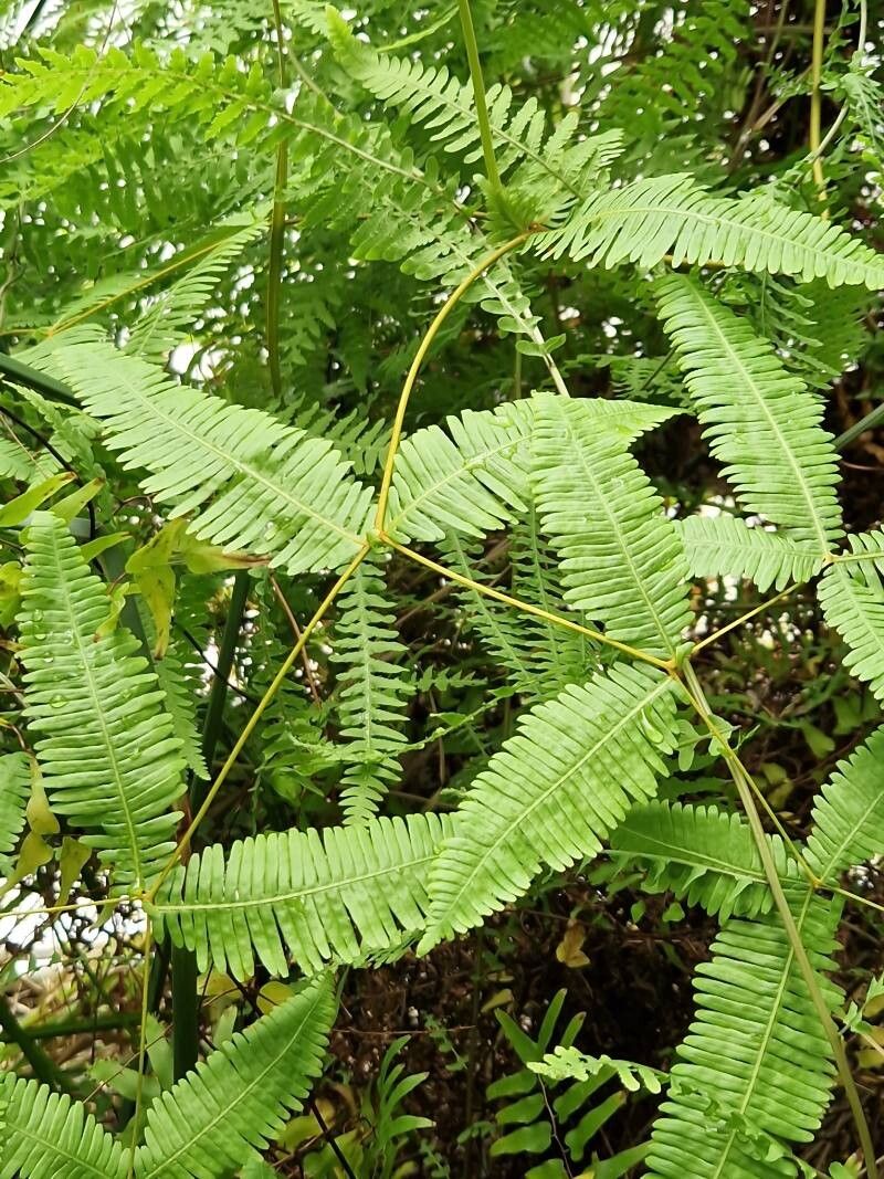 Dicranopteris flexuosa leaf