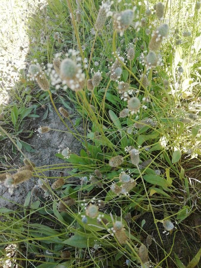 Plantago lagopus fruit