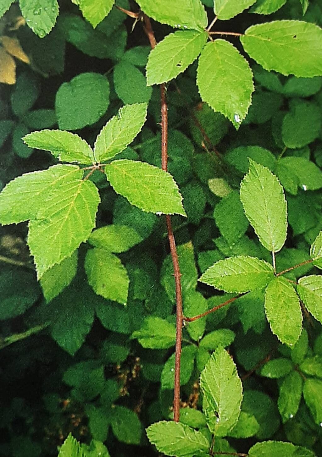 Rubus loosii — houseplant care guide