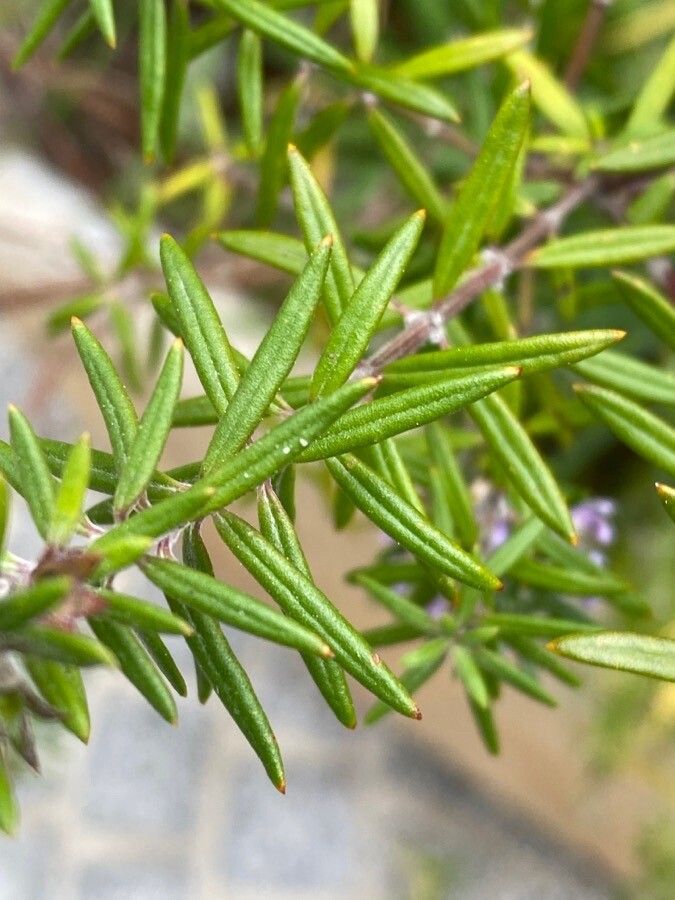 Westringia eremicola — search result for 'Lamiaceae'