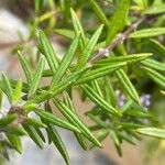 Westringia eremicola