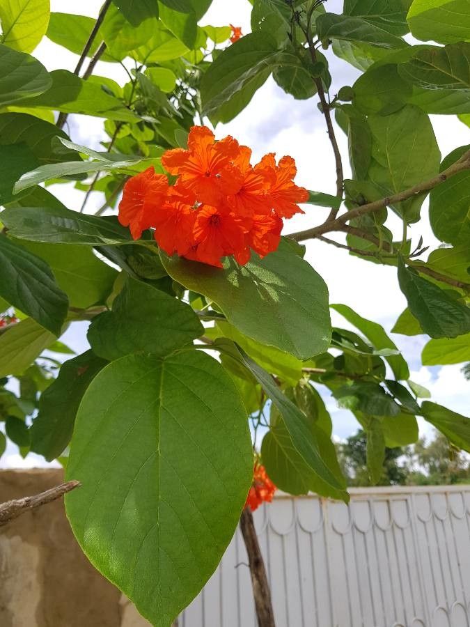 Cordia senegalensis — houseplant care guide