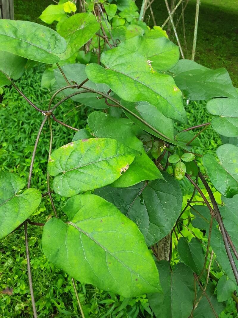 Matelea obliqua — houseplant care guide