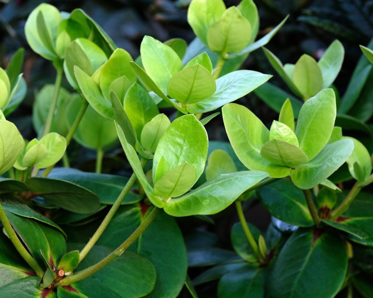 Rhododendron suaveolens — houseplant care guide
