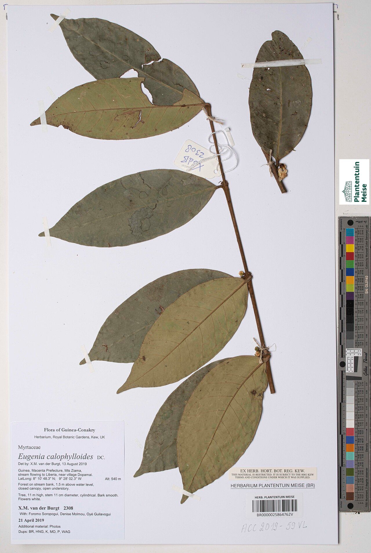 Eugenia calophylloides — houseplant care guide