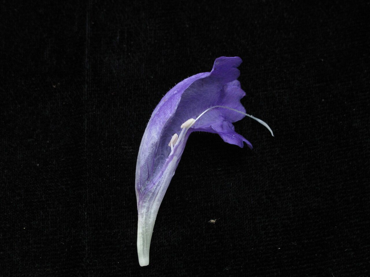 Strobilanthes lachenensis — search result for 'Strobilanthes'