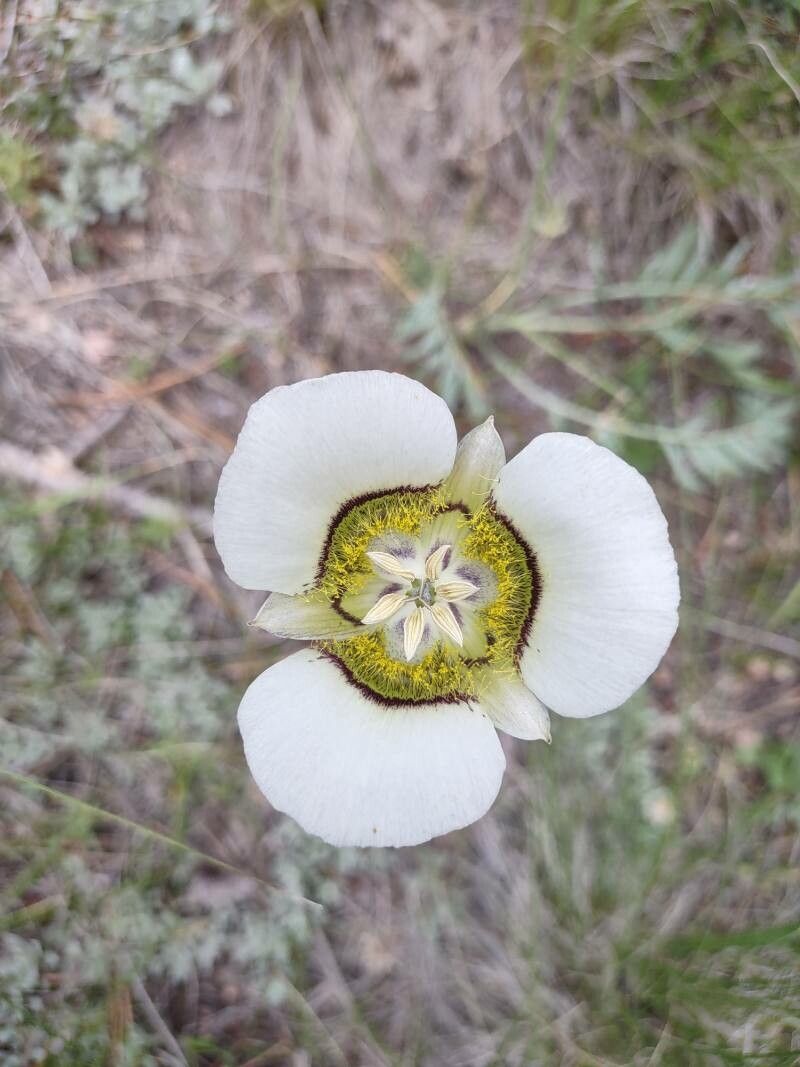 Calochortus gunnisonii — search result for 'Calochortus'