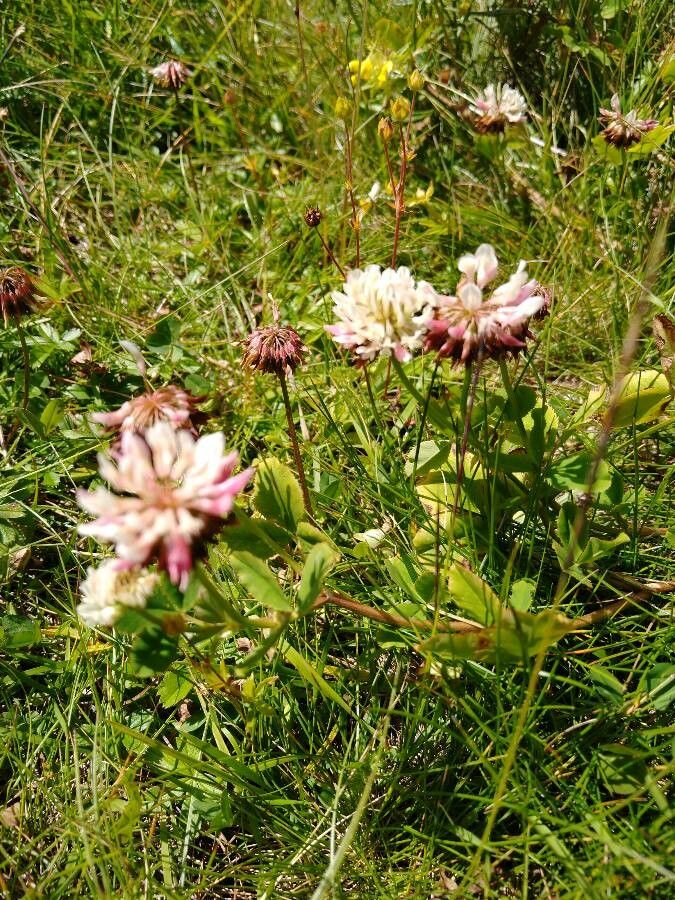 Trifolium pallescens leaf